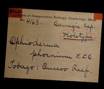 Media type: image;   Invertebrate Zoology OPH-4165 Description: Original handwritten specimen labels;  Aspect: labels